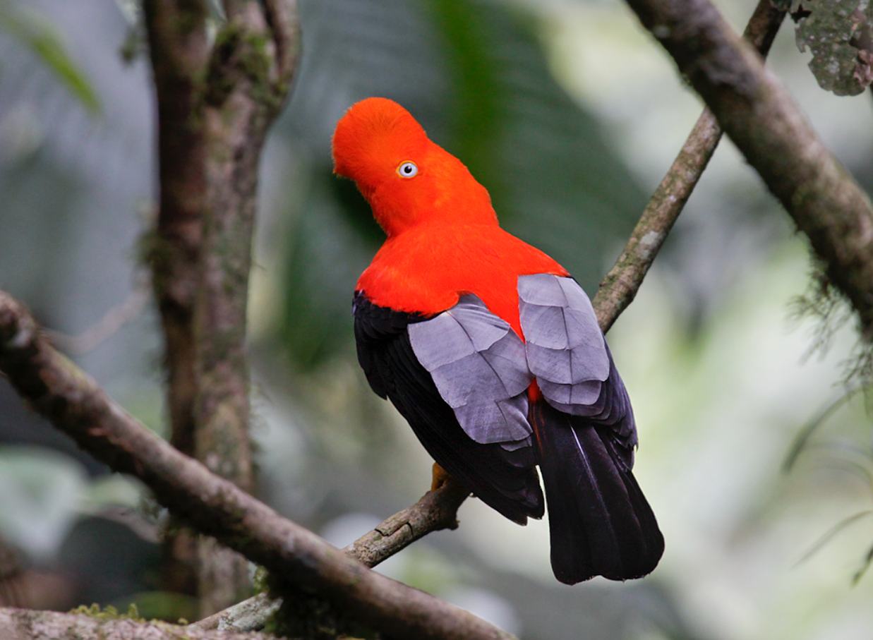 Gallito de las rocas