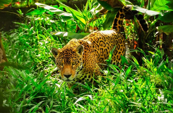 Jaguar